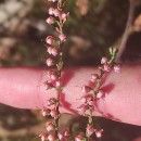 Calluna vulgaris (L.) HullCalluna vulgaris (L.) Hull