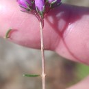 Erica cinerea L.Erica cinerea L.