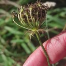 Daucus carota  L.Daucus carota  L.