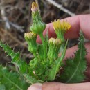 Sonchus asper (L.) HillSonchus asper (L.) Hill