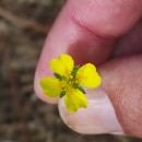 Potentilla erecta (L.) Raeusch.Potentilla erecta (L.) Raeusch.