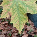 Platanus x acerifolia (Aiton) Willd.Platanus x acerifolia (Aiton) Willd.