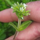 Cerastium glomeratum Thuill.Cerastium glomeratum Thuill.