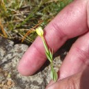 Centaurium maritimum (L.) FritschCentaurium maritimum (L.) Fritsch