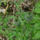 Cirsium vulgare (Savi) Ten.Cirsium vulgare (Savi) Ten.