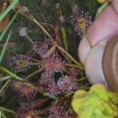 Drosera intermedia HayneDrosera intermedia Hayne