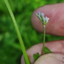 Vicia hirsuta (L.) GrayVicia hirsuta (L.) Gray