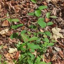 Salix atrocinerea Brot.Salix atrocinerea Brot.
