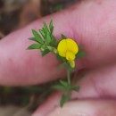 Lotus angustissimus L.Lotus angustissimus L.