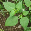Solanum nigrum L.Solanum nigrum L.