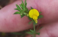 Lotus angustissimus L.Lotus angustissimus L.
