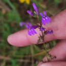 Lobelia urens L.Lobelia urens L.