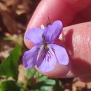 Viola riviniana Reichenb.Viola riviniana Reichenb.