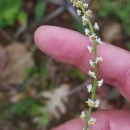 Sesamoides purpurascens (L.) G. LópezSesamoides purpurascens (L.) G. López