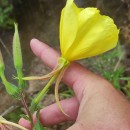 Oenothera glazioviana MicheliOenothera glazioviana Micheli