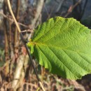 Corylus avellana L.Corylus avellana L.
