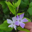 Vinca difformis Pourr.Vinca difformis Pourr.