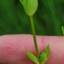 Stellaria alsine GrimmStellaria alsine Grimm