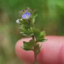 Veronica arvensis L.Veronica arvensis L.