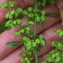 Rumex crispus L.Rumex crispus L.