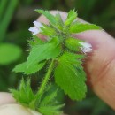 Stachys arvensis (L.) L.Stachys arvensis (L.) L.