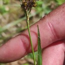 Luzula multiflora (Ehrh.) Lej.Luzula multiflora (Ehrh.) Lej.