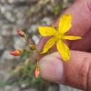 Hypericum linariifolium VahlHypericum linariifolium Vahl