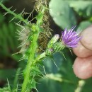 Cirsium palustre (L.) Scop.Cirsium palustre (L.) Scop.