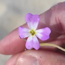 Malcolmia littorea (L.) R. Br.Malcolmia littorea (L.) R. Br.