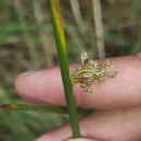 Juncus effusus L.Juncus effusus L.