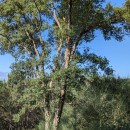 Quercus suber L.Quercus suber L.
