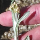 Helichrysum luteoalbum (L.) Rchb.Helichrysum luteoalbum (L.) Rchb.