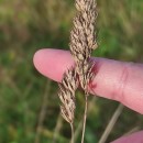 Dactylis glomerata LDactylis glomerata L