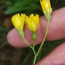 Crepis capillaris (L.) Wallr.Crepis capillaris (L.) Wallr.