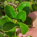 Euonymus japonicus L.Euonymus japonicus L.