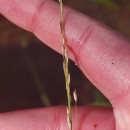 Molinia caerulea (L.) MoenchMolinia caerulea (L.) Moench