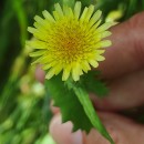 Sonchus oleraceus L.Sonchus oleraceus L.
