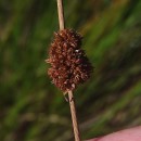 Juncus conglomeratus L.Juncus conglomeratus L.