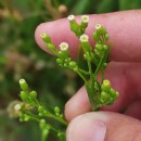 Erigeron canadensis L.Erigeron canadensis L.