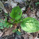 Plantago major  L.Plantago major  L.