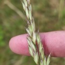 Arrhenatherum longifolium (Thore) DulacArrhenatherum longifolium (Thore) Dulac