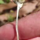 Helichrysum luteoalbum (L.) Rchb.Helichrysum luteoalbum (L.) Rchb.