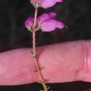 Erica ciliaris L.Erica ciliaris L.