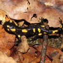 Salamandra salamandra (Linnaeus,&nbsp;1758) subsp. gallaica (Nikolskii, 1918)Salamandra salamandra (Linnaeus,&nbsp;1758) subsp. gallaica (Nikolskii, 1918)