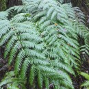 Woodwardia radicans (L.) Sm.Woodwardia radicans (L.) Sm.