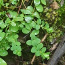 Hypericum humifusum L.Hypericum humifusum L.