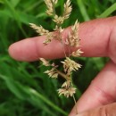 Holcus lanatus L.Holcus lanatus L.