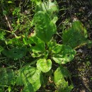 Plantago major  L.Plantago major  L.