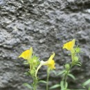 Linaria saxatilis (L.) Chaz.Linaria saxatilis (L.) Chaz.