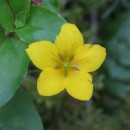 Lysimachia nemorum L.Lysimachia nemorum L.